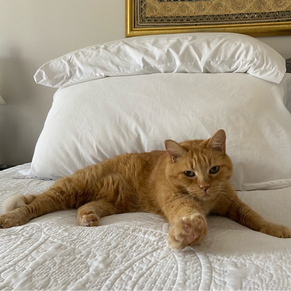 Meet your Posher, Sevren - Picture 1 of 1